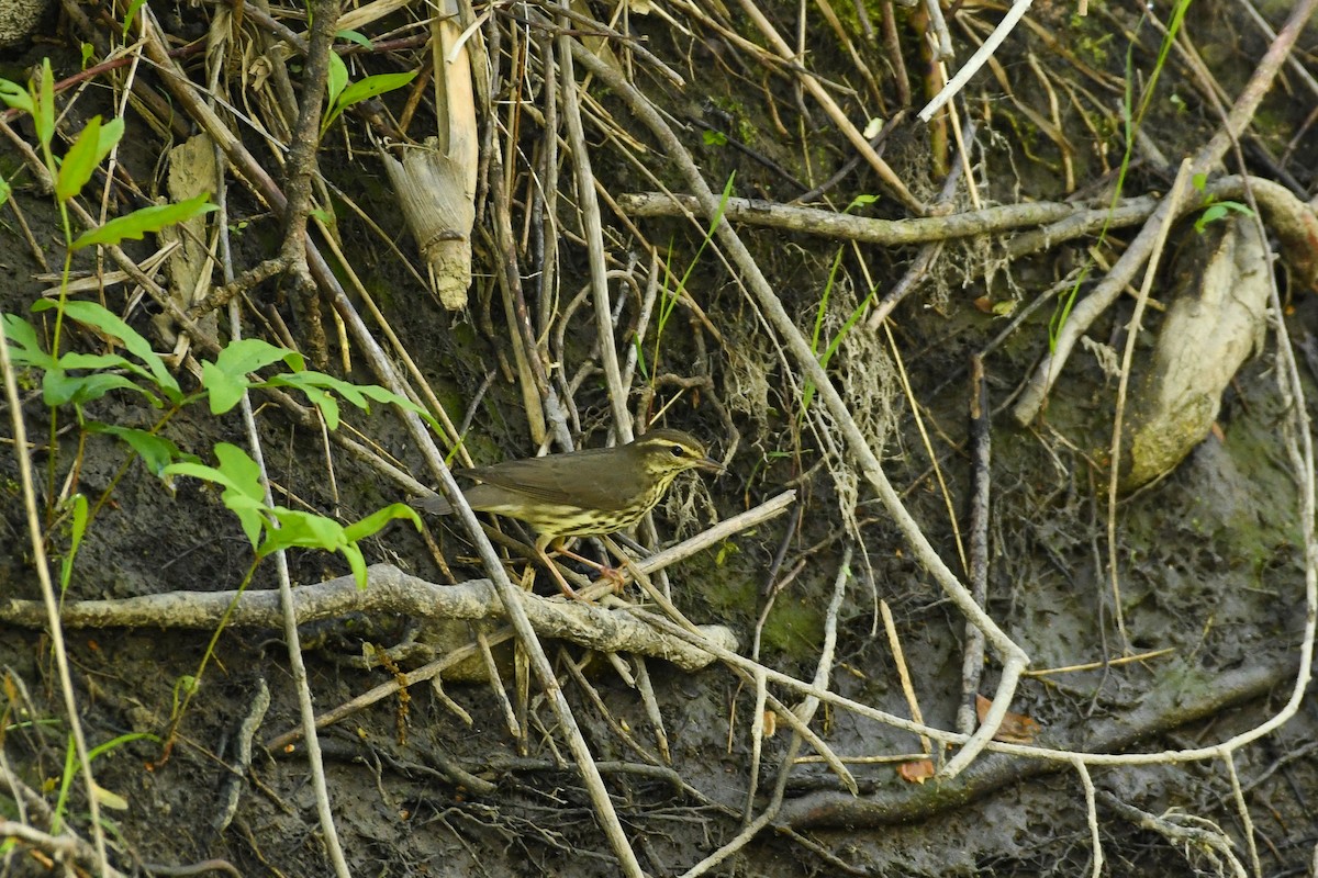 Northern Waterthrush - Maria Loukeris