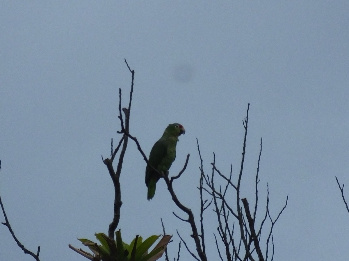 Red-lored Parrot - Three Eggs