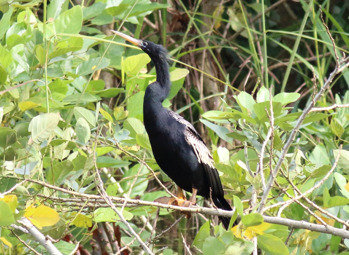 Anhinga - ML33995971