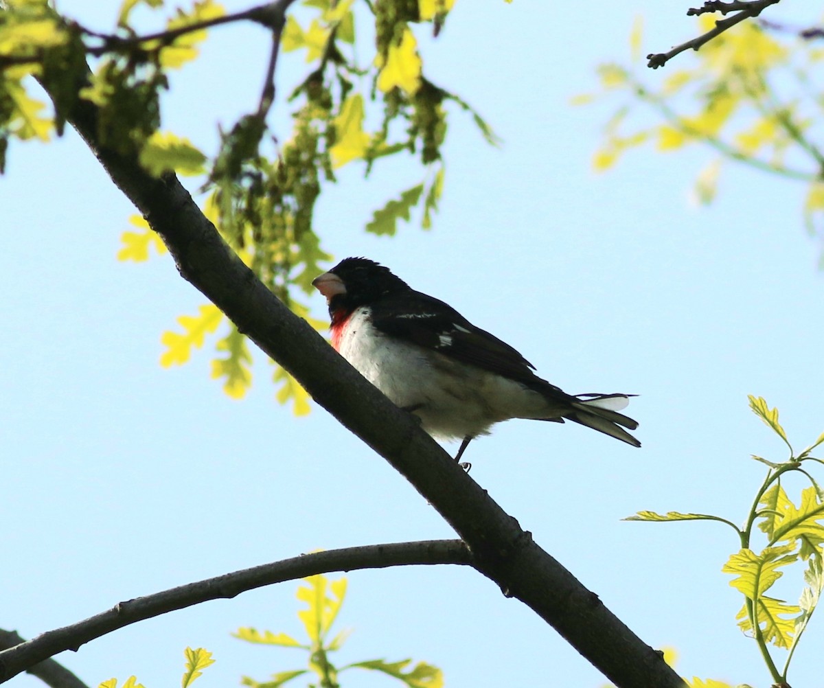 Rose-breasted Grosbeak - ML339959911