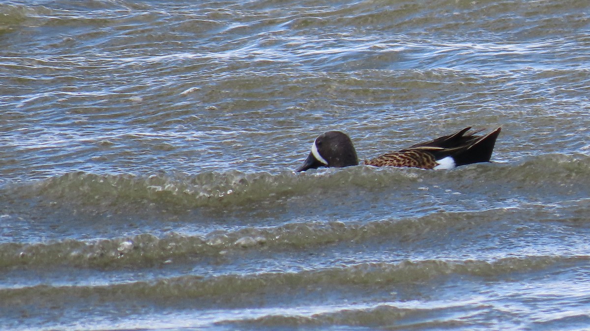 Blue-winged Teal - ML339959941