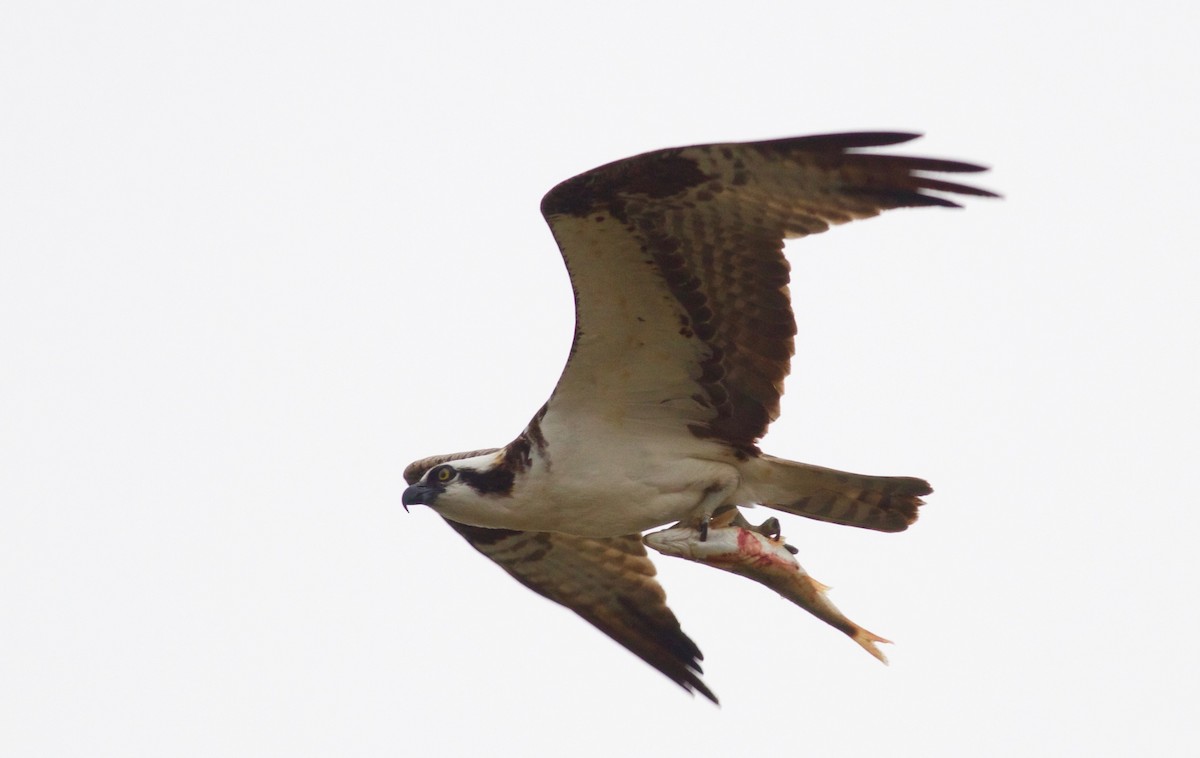 Águila Pescadora - ML33996151