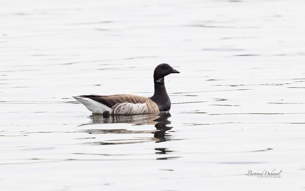 Branta musubeltza (hrota) - ML339962741