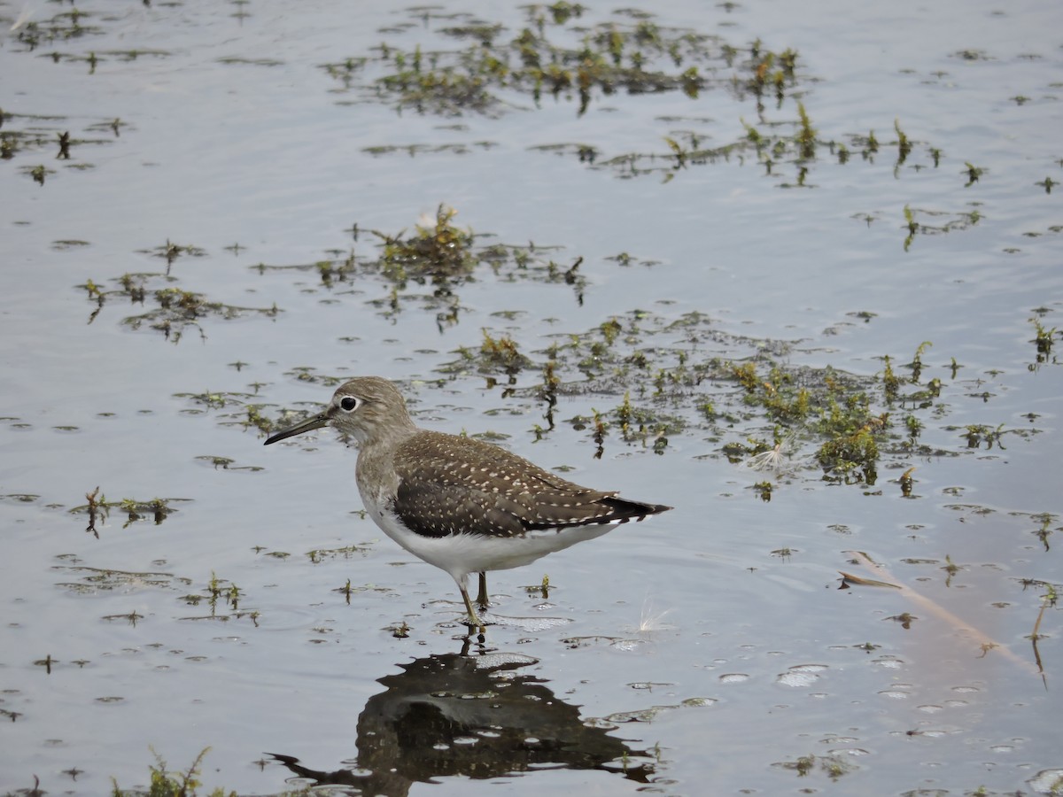 Solitary Sandpiper - Brian Lund