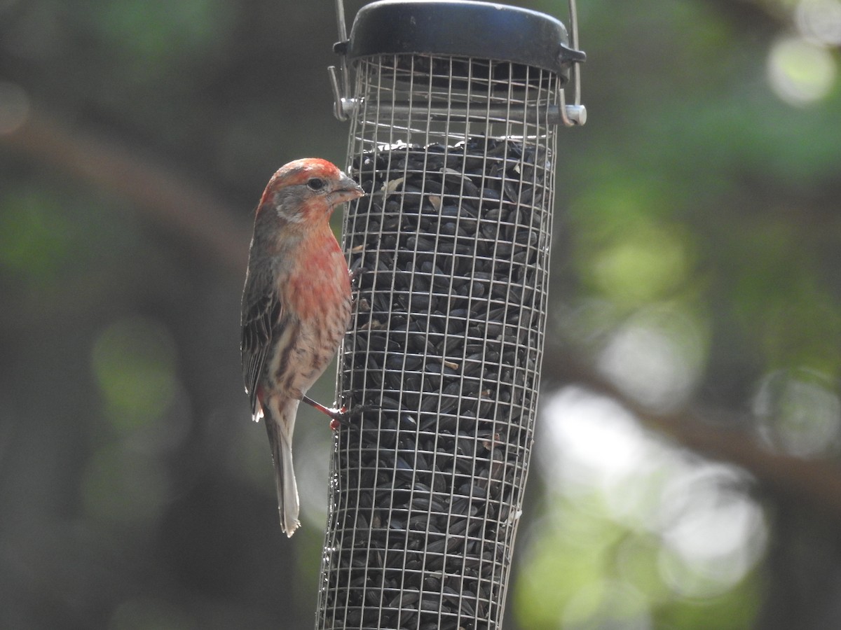 House Finch - ML339964611