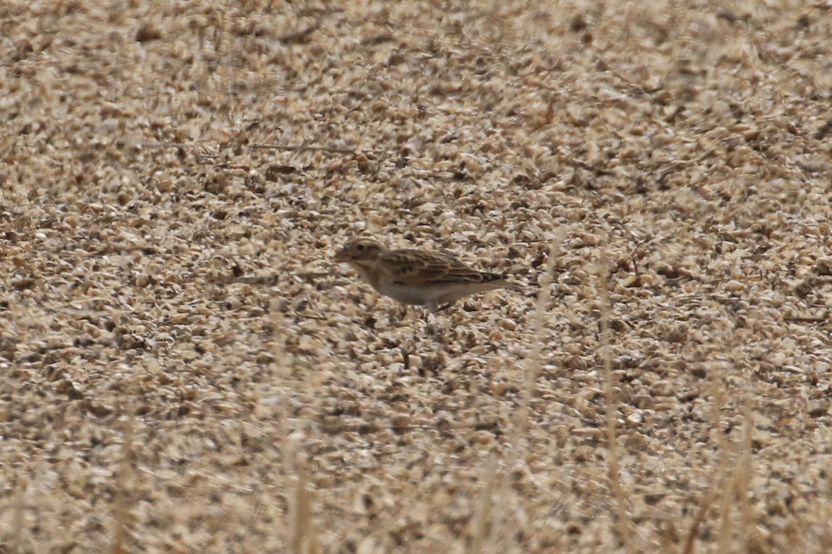 Thick-billed Longspur - ML339966541