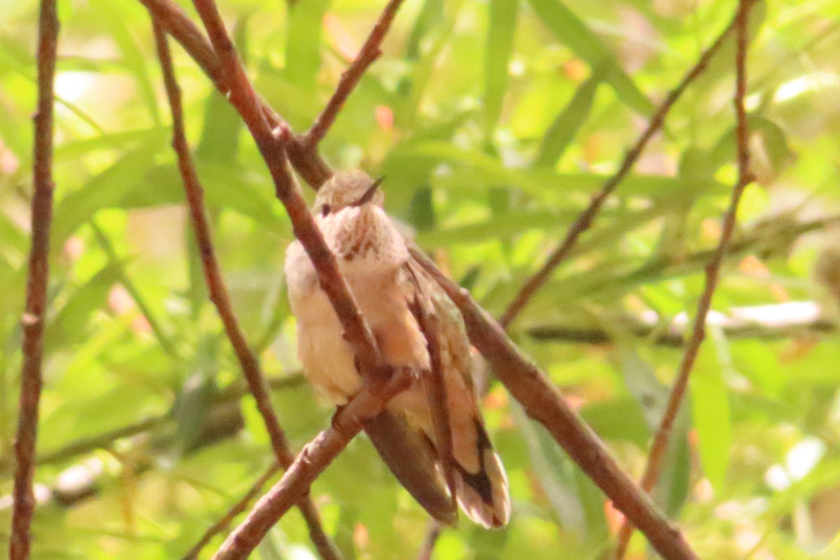 Calliope Hummingbird - ML339967691