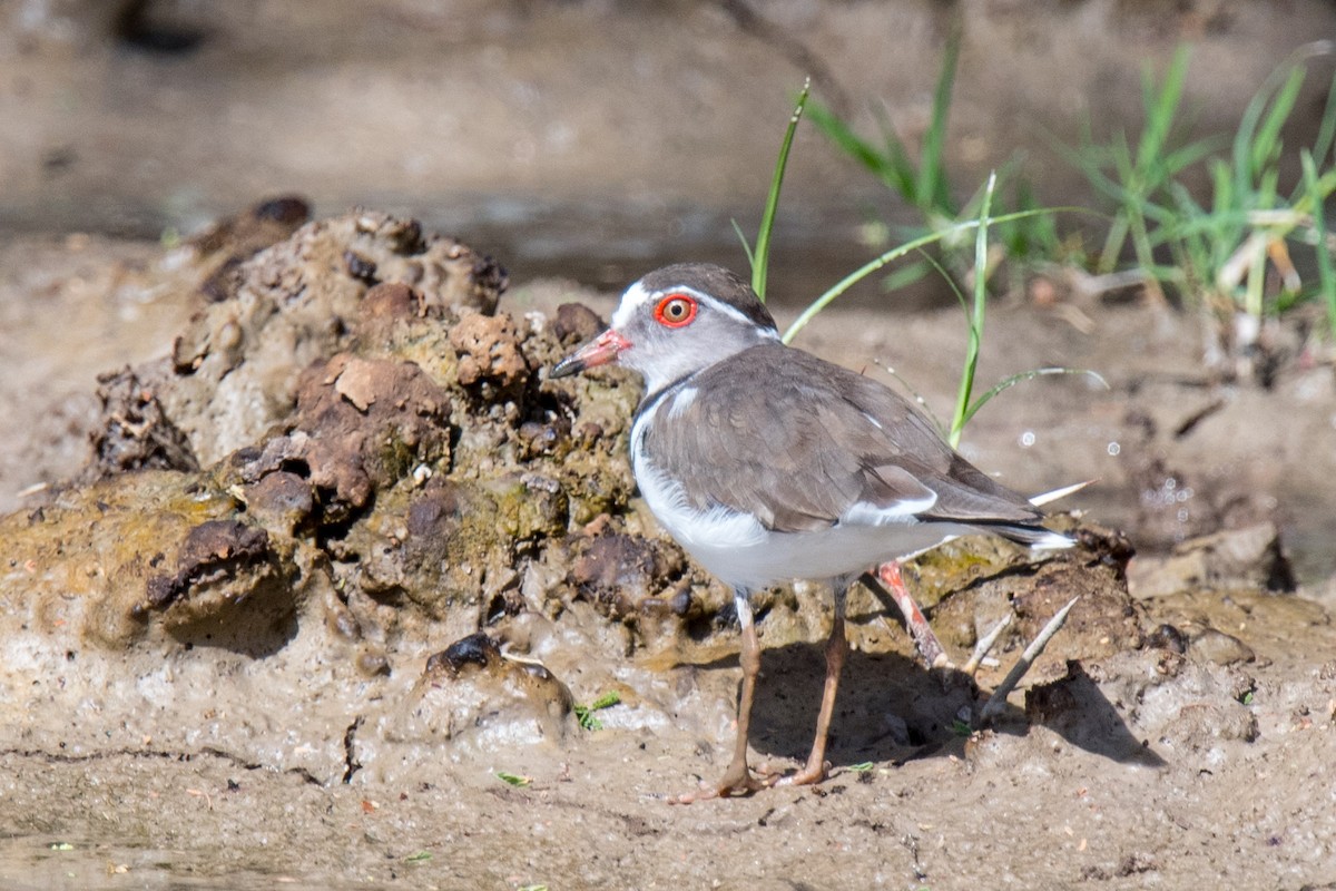 Three-banded Plover - ML339967921