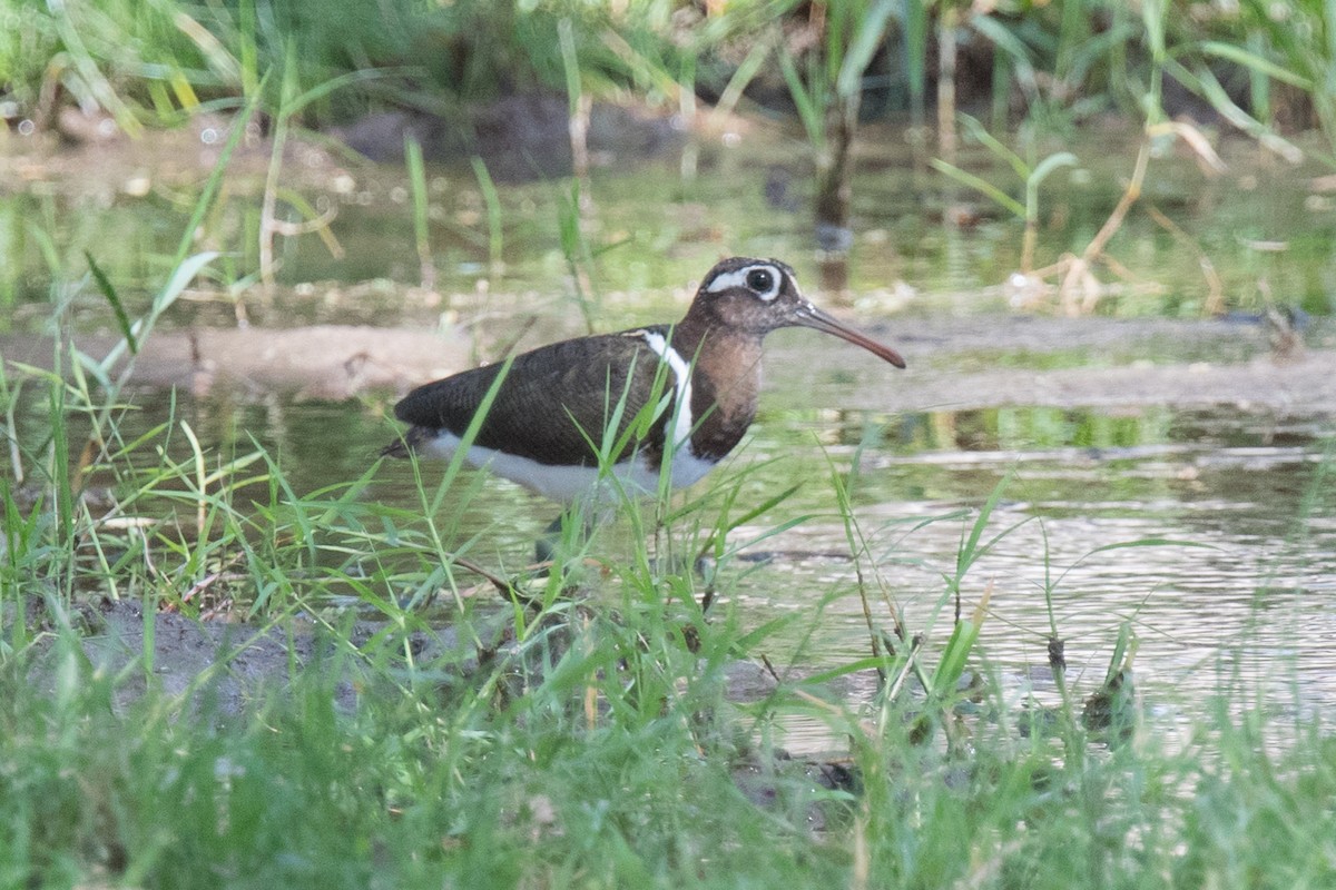 Greater Painted-Snipe - ML339968051