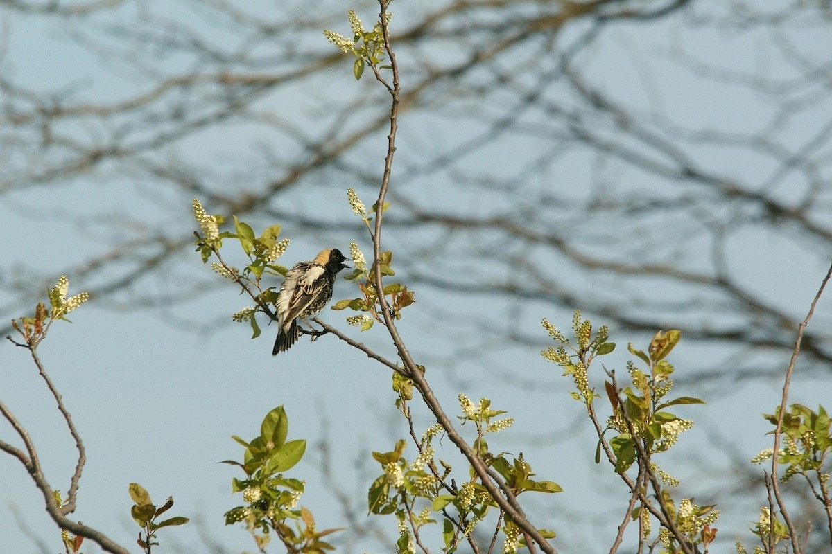 Bobolink - Caleb Scholtens