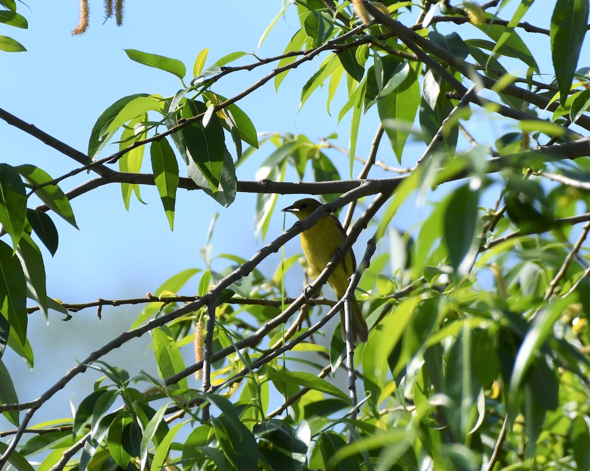 Orchard Oriole - Jason Platt