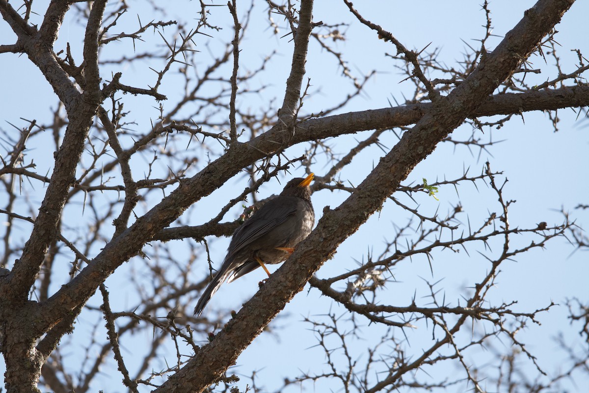 Yemen Thrush - ML339970751