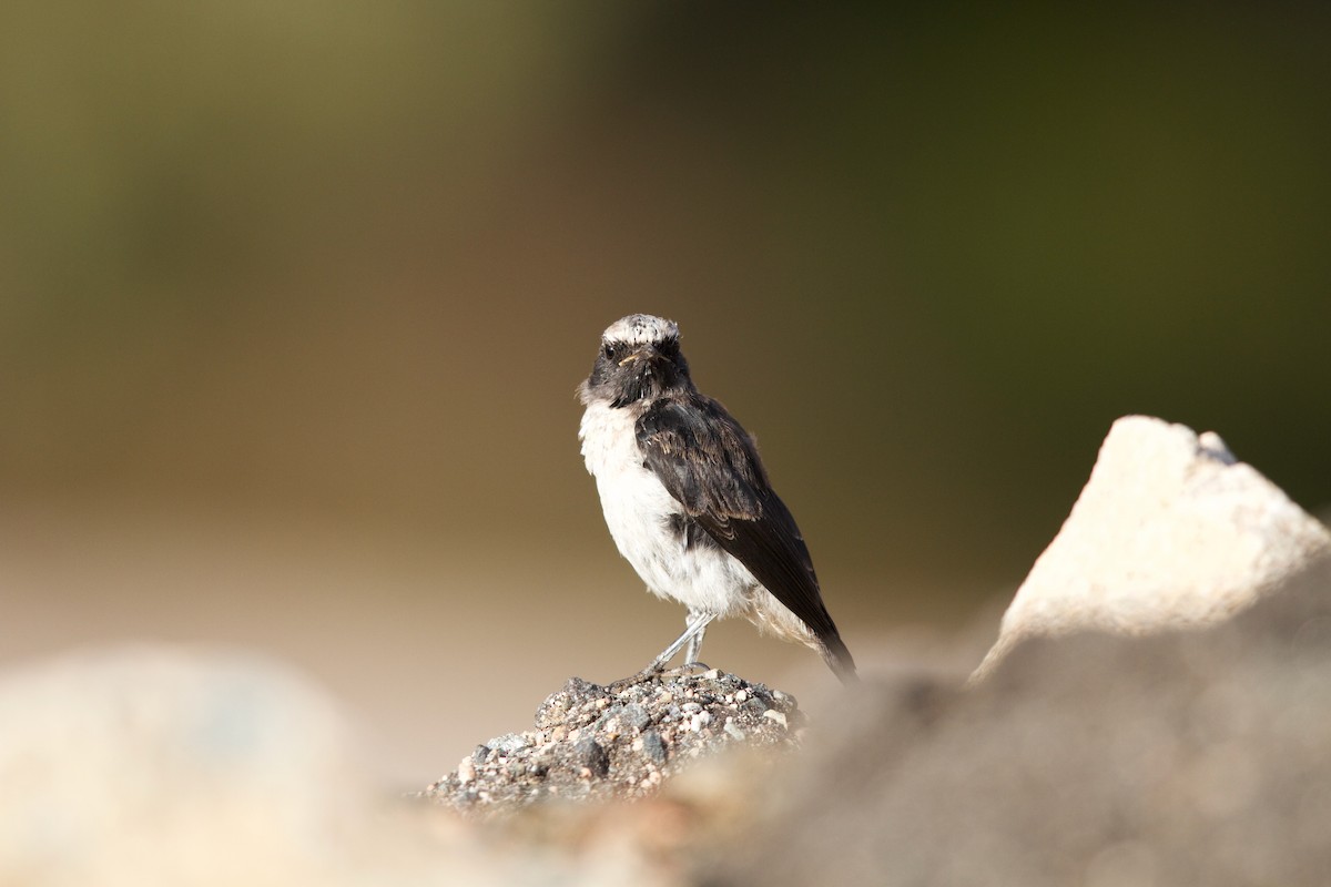 Arabian Wheatear - ML339970871