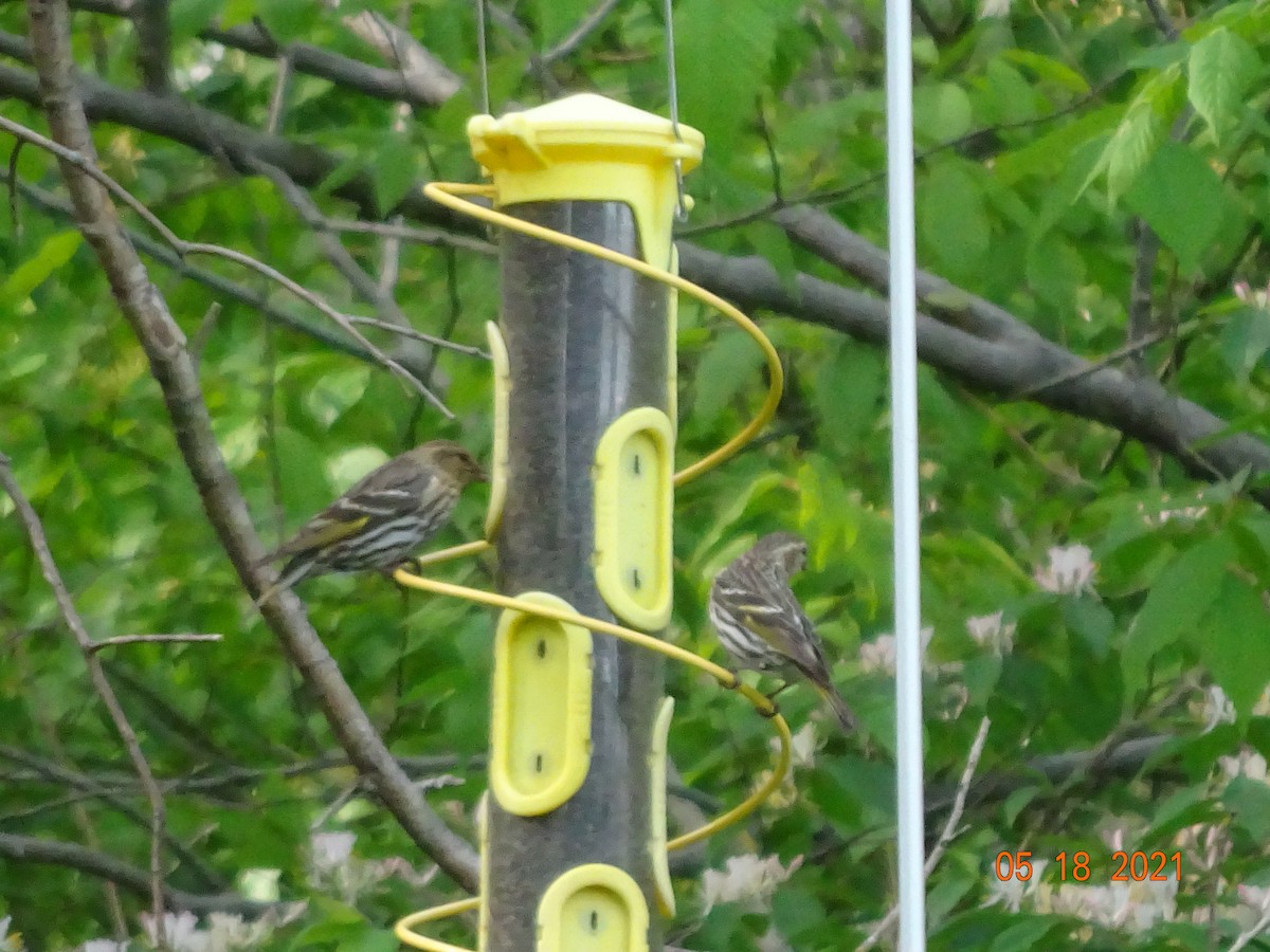 Pine Siskin - Linda James