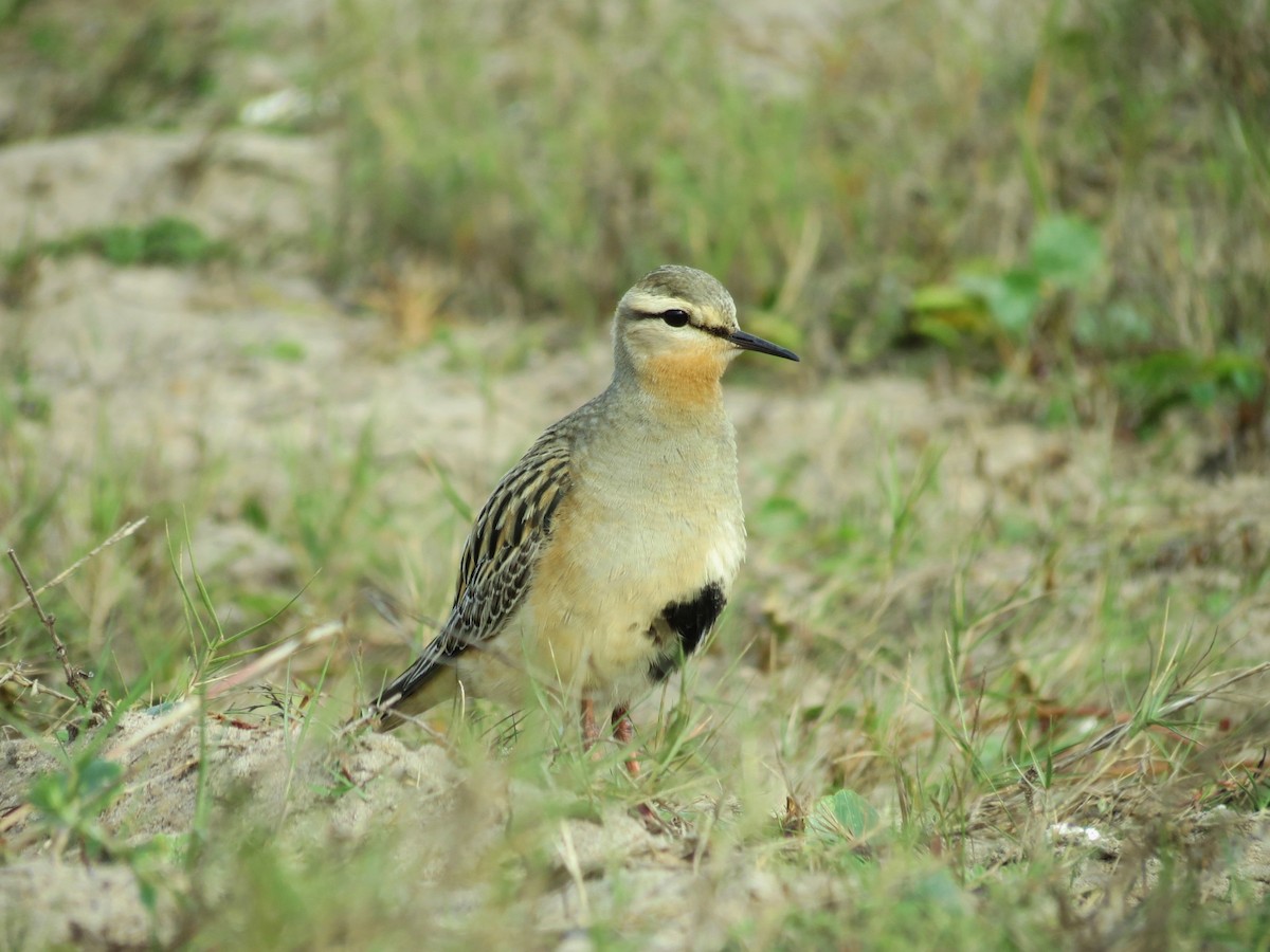 Tawny-throated Dotterel - ML339971281