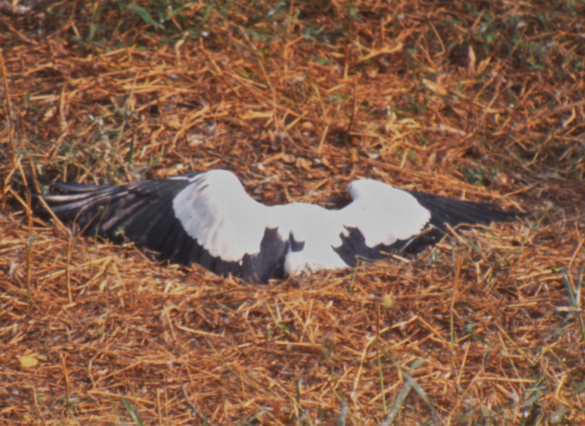 Asian Openbill - Eric Haskell