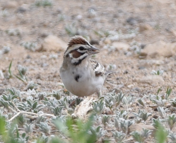 Lark Sparrow - ML339973001