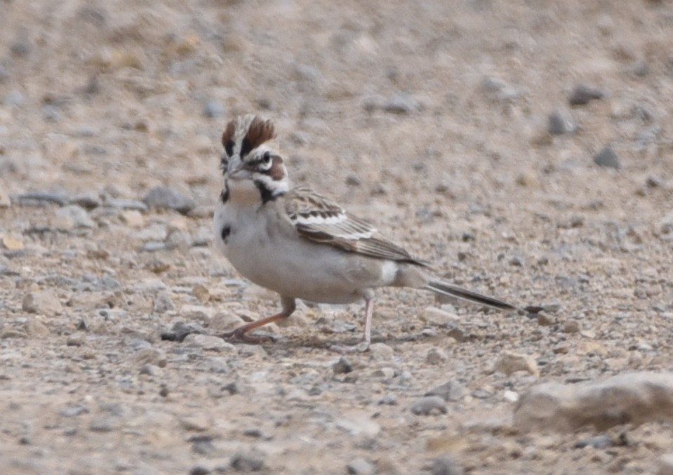 Lark Sparrow - Glenn Dunmire