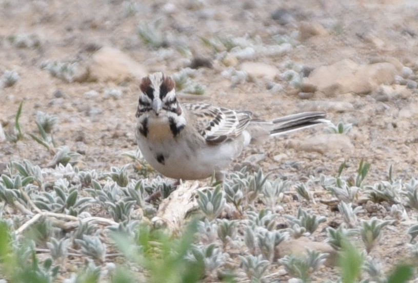 Lark Sparrow - ML339973091