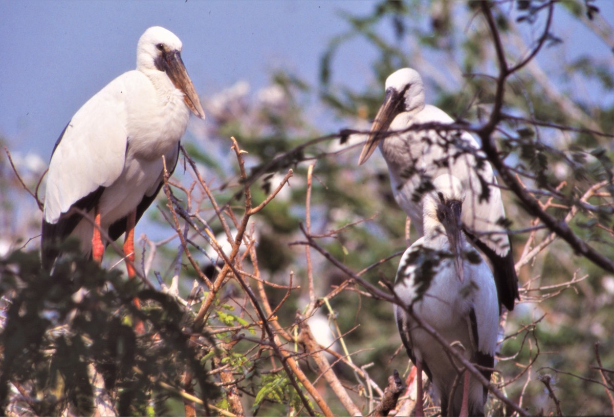 Asian Openbill - ML339973271