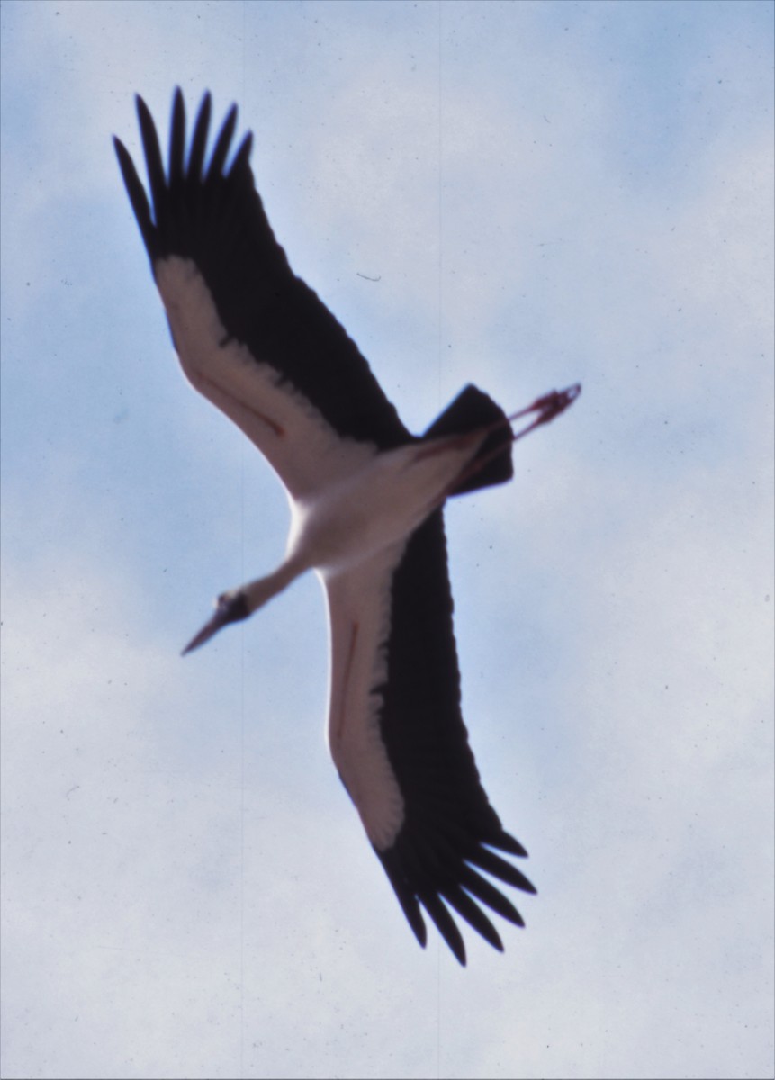 Asian Openbill - Eric Haskell