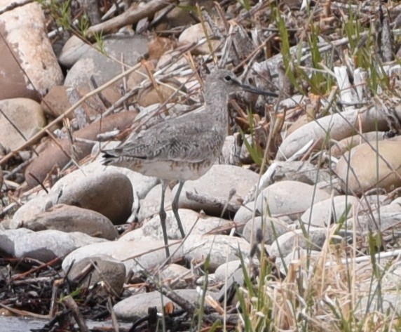 Willet - Glenn Dunmire