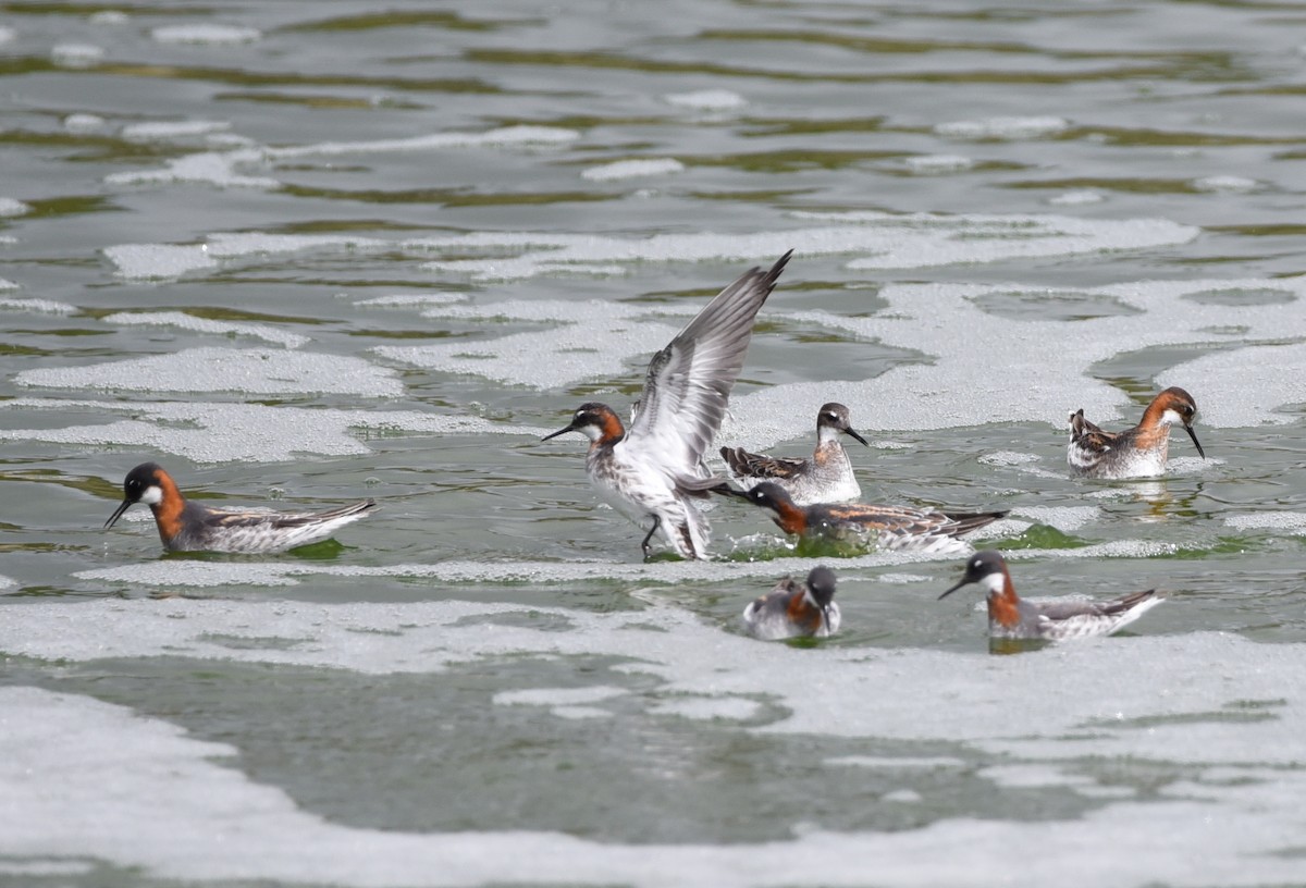 Red-necked Phalarope - Glenn Dunmire