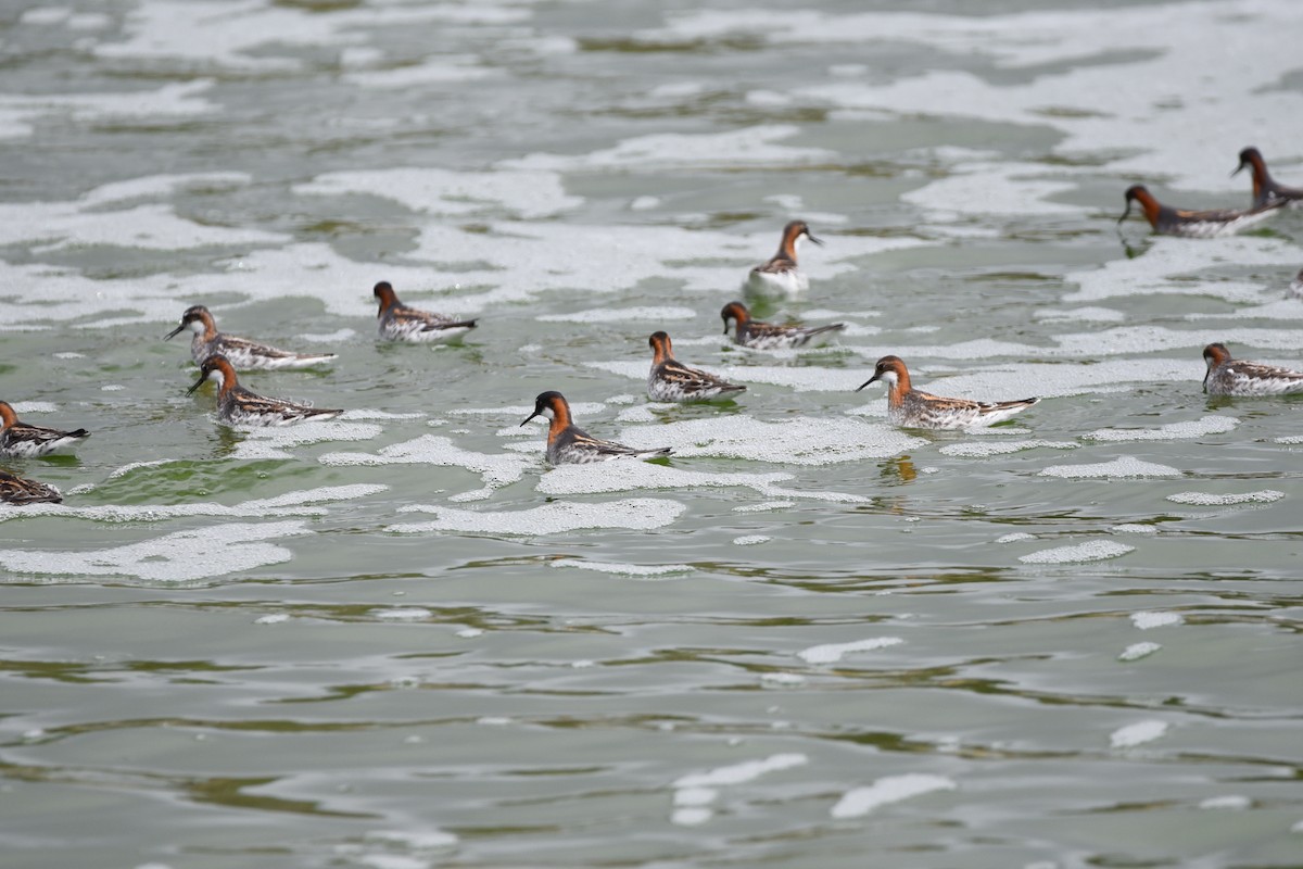 Red-necked Phalarope - ML339973751