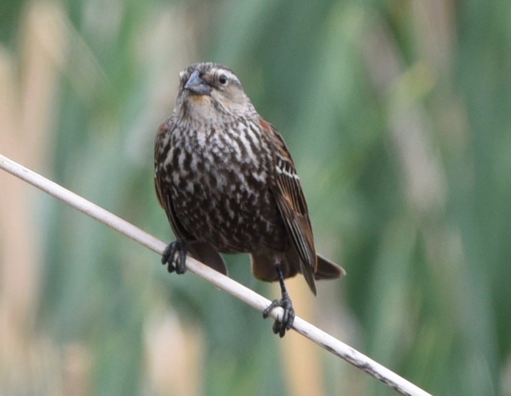 Red-winged Blackbird - Glenn Dunmire