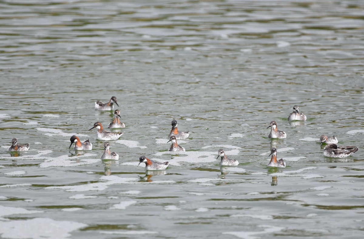 Red-necked Phalarope - Glenn Dunmire