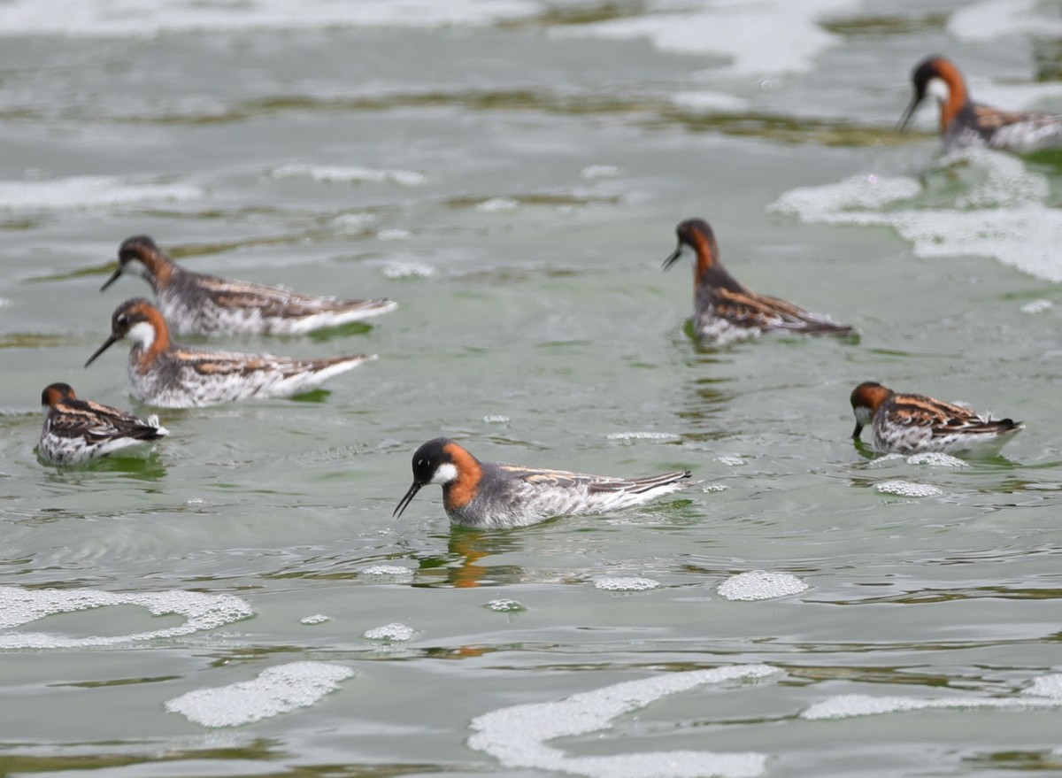 Phalarope à bec étroit - ML339974001