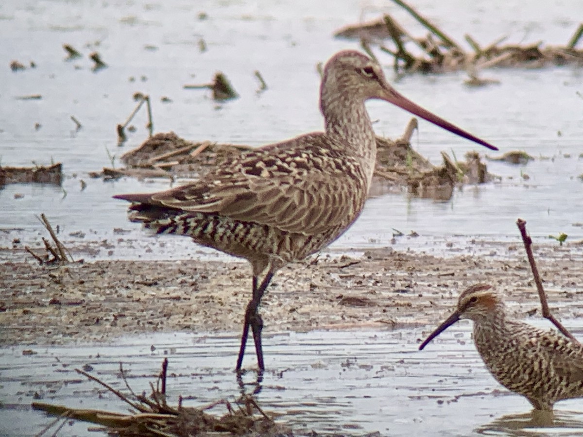 Hudsonian Godwit - ML339974691