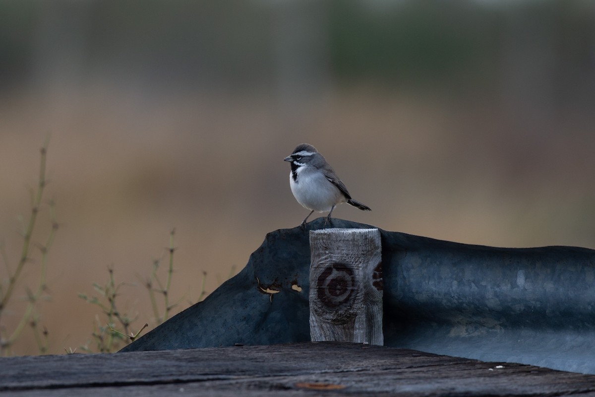 Black-throated Sparrow - ML339976451