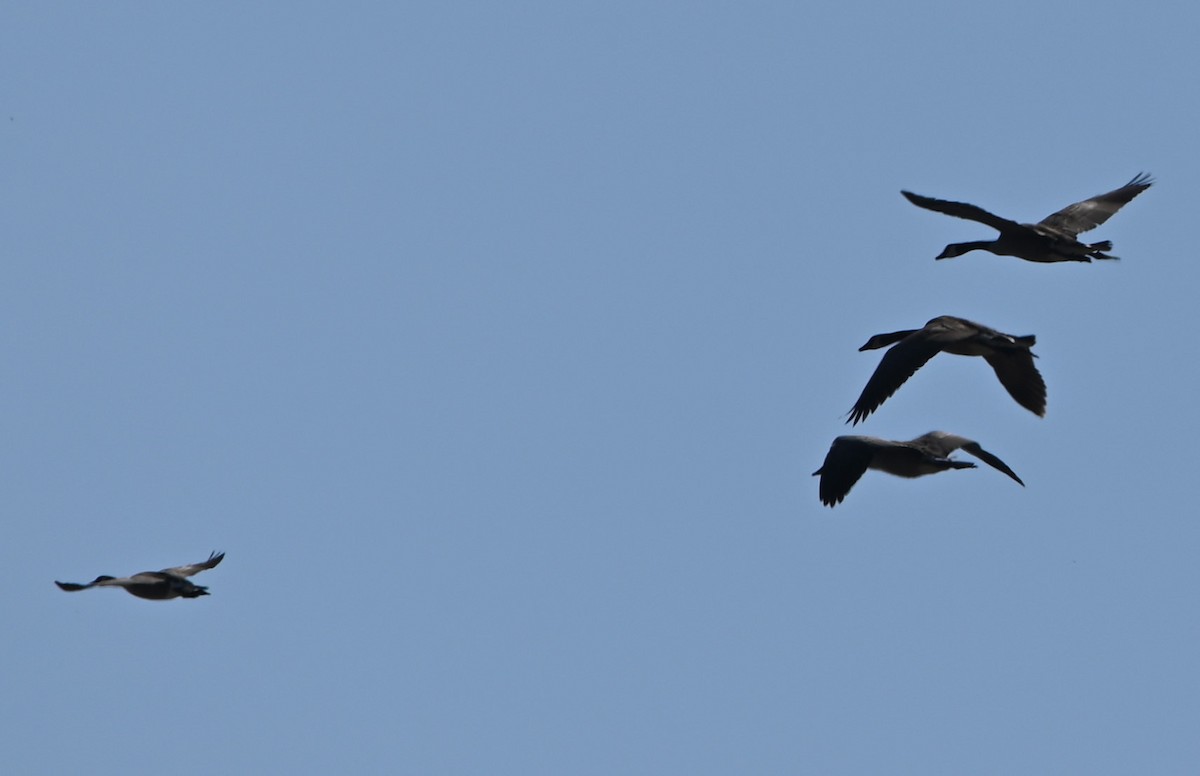 Branta kanadar txikia - ML339977381