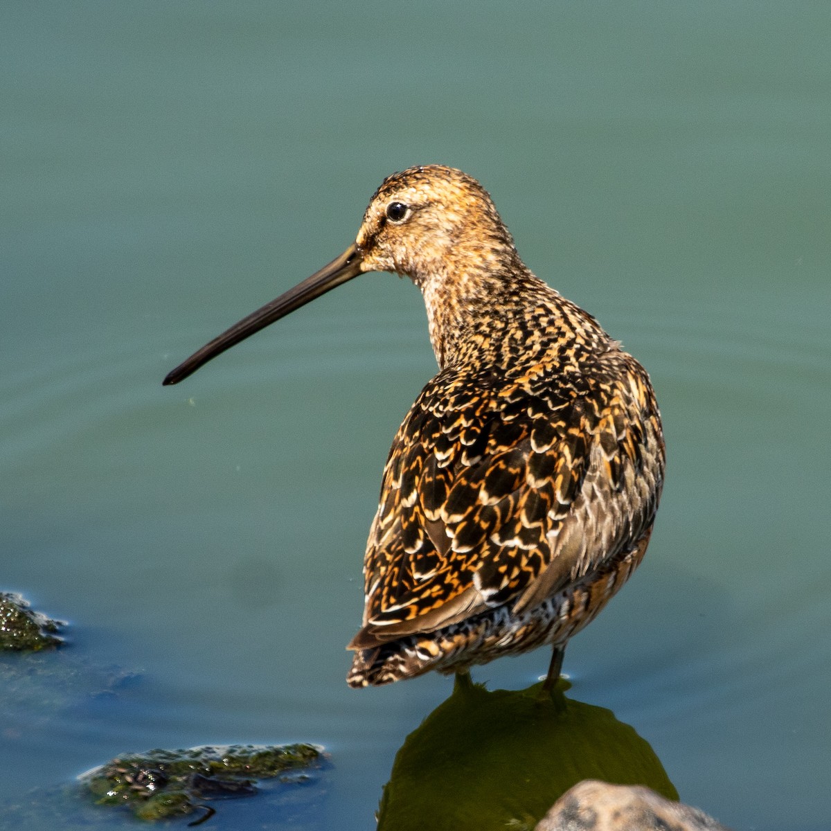 Short-billed Dowitcher - Philip Kline