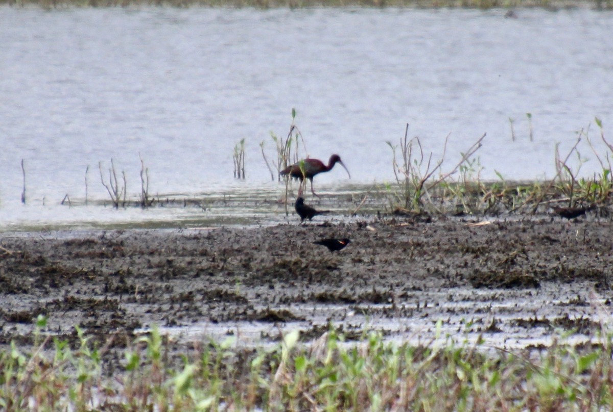 White-faced Ibis - ML339979071