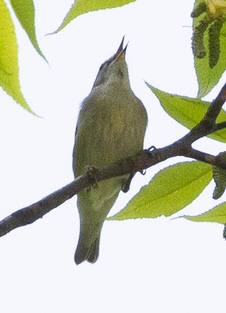 Tennessee Warbler - Anonymous