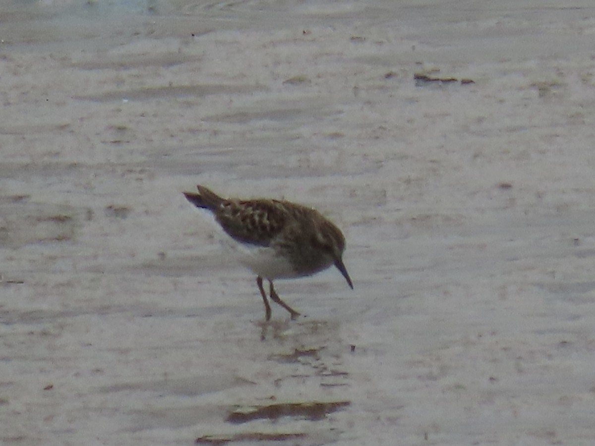 Least Sandpiper - ML339979651