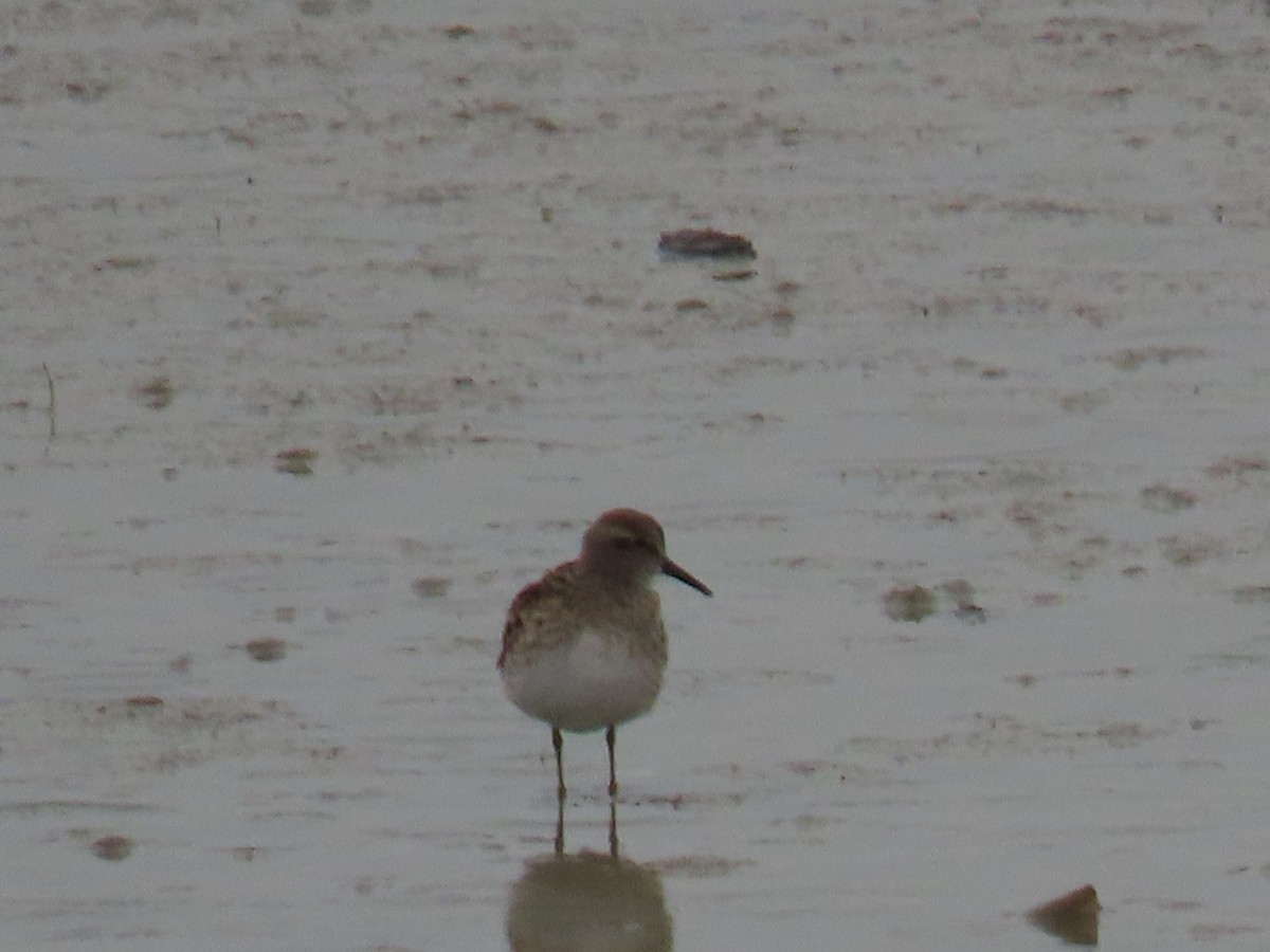Least Sandpiper - ML339979711