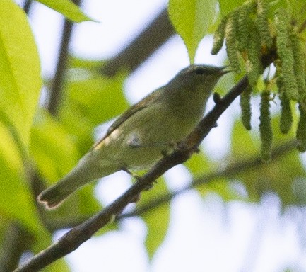 Tennessee Warbler - Anonymous