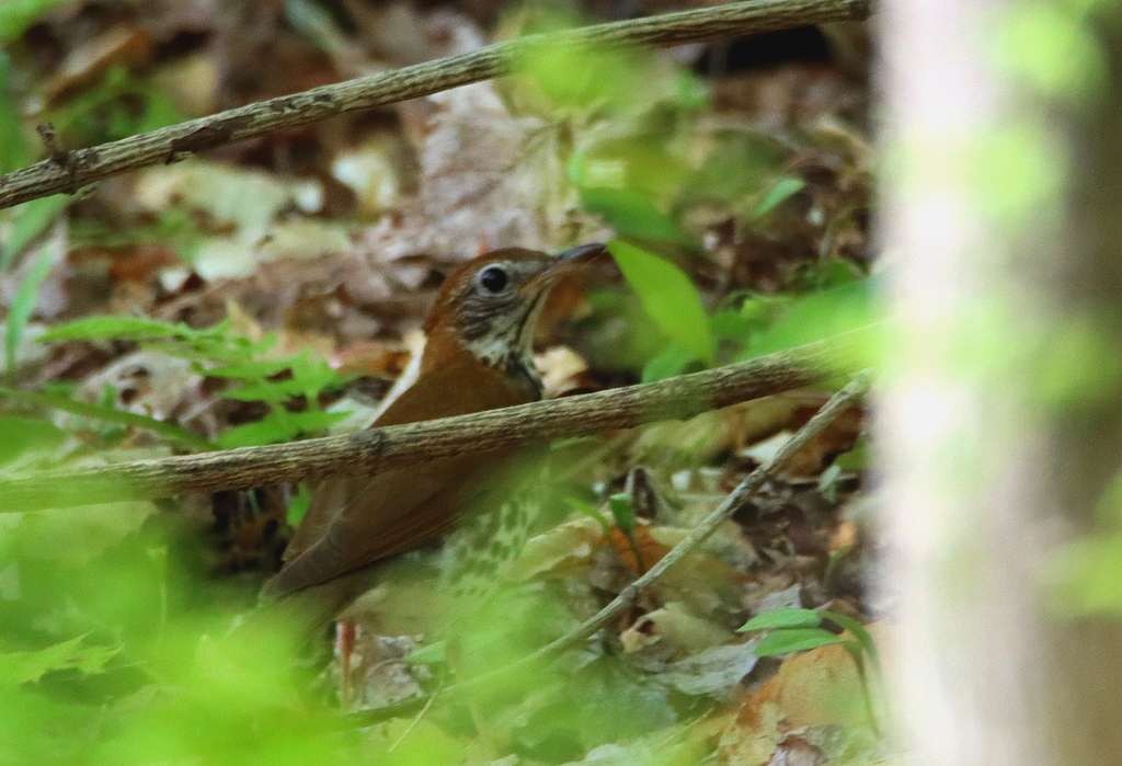 Wood Thrush - Denis Boisvert