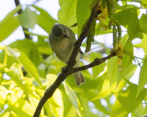 Tennessee Warbler - ML339981301