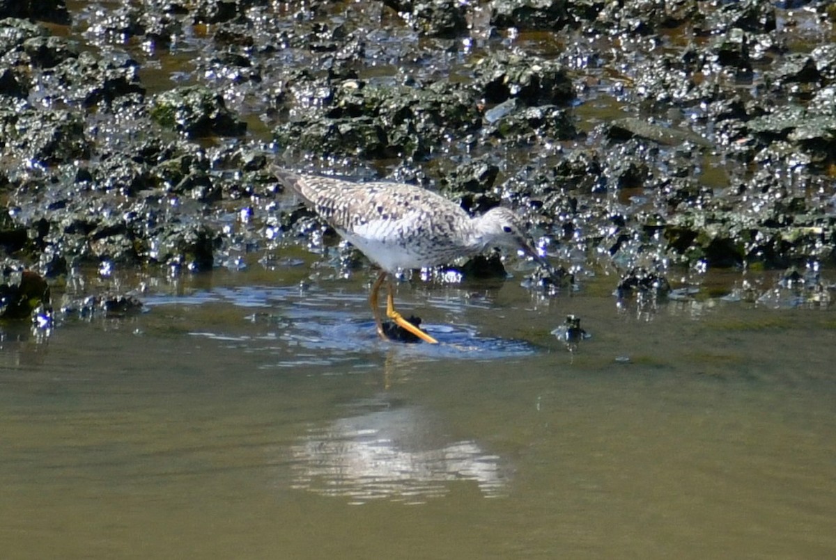 Lesser Yellowlegs - ML339985441