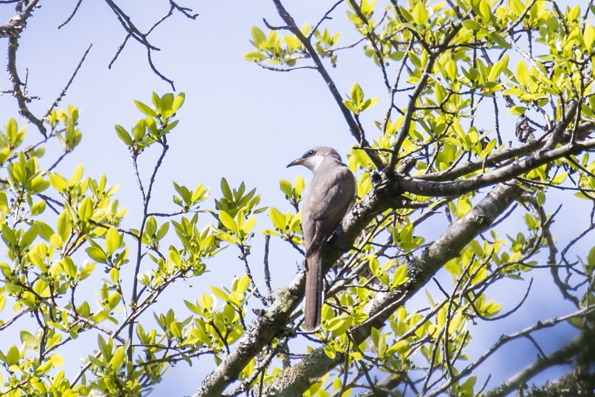 Yellow-billed Cuckoo - ML339985631