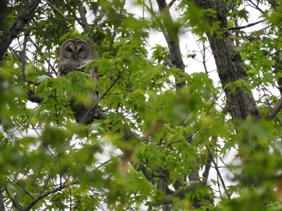Barred Owl - ML339986671