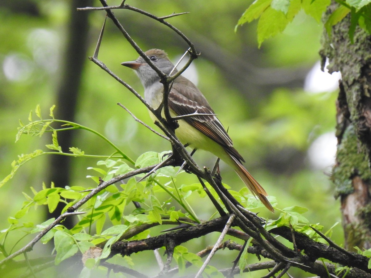 Great Crested Flycatcher - ML339986831