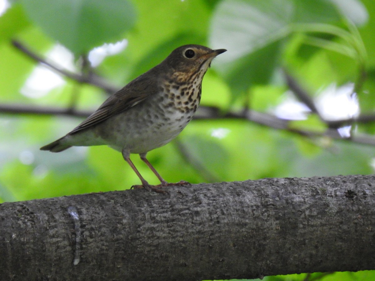 Swainson's Thrush - ML339986901