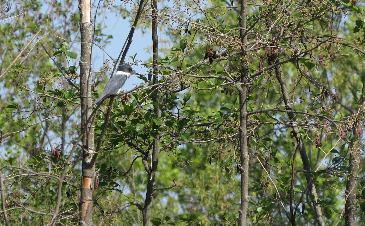 Belted Kingfisher - ML339988721