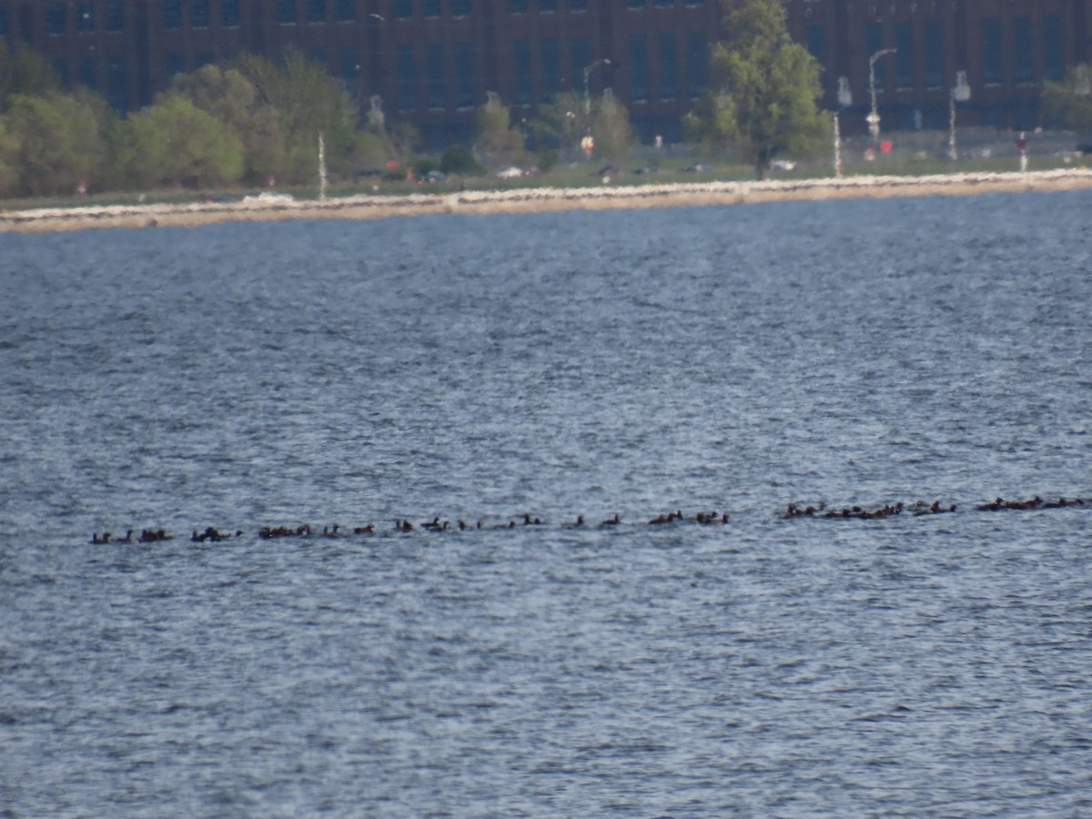 White-winged Scoter - ML339990111