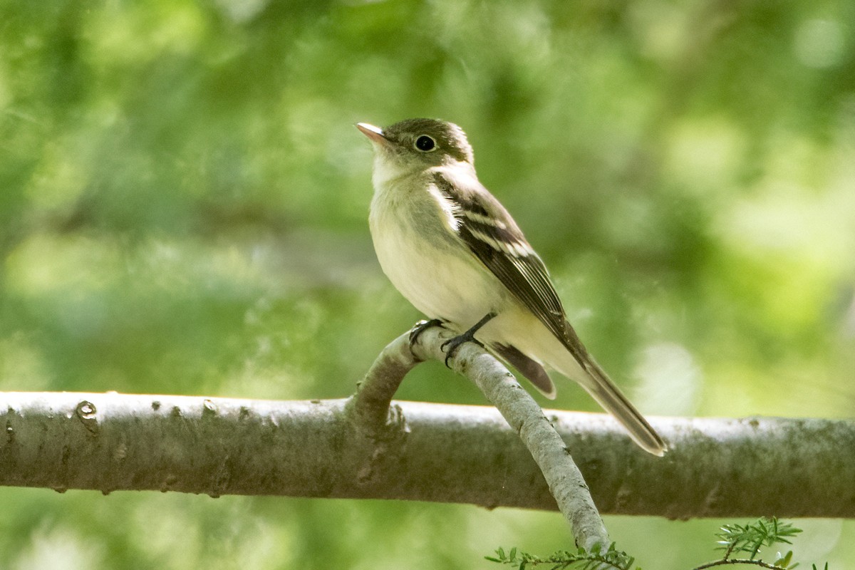 Acadian Flycatcher - Sue Barth